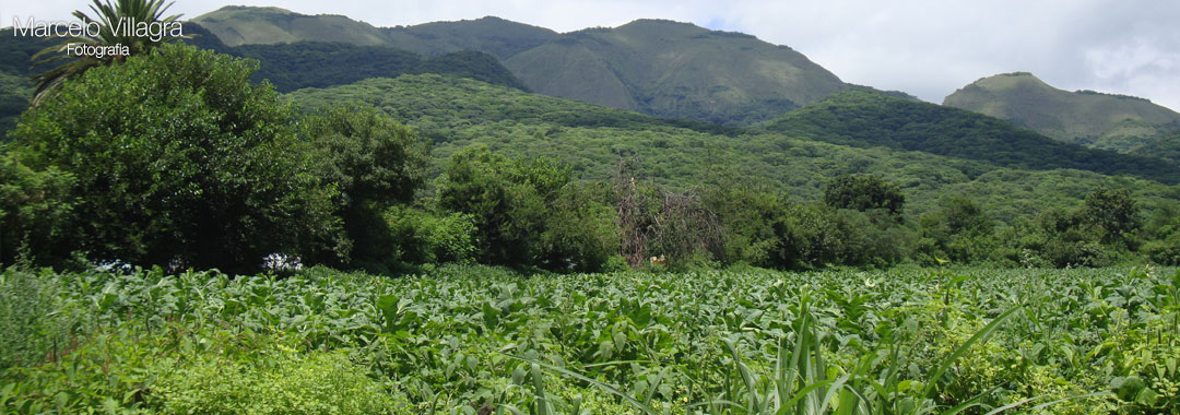 Plantaciones de Tabaco en Chicoana